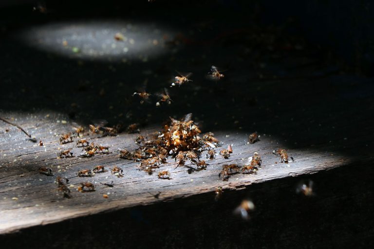 Stanzel Schädlingsbekämpfung Gingen Göppingen | Fliegen Mücken Ameisen